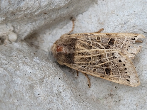 Lunar Underwing