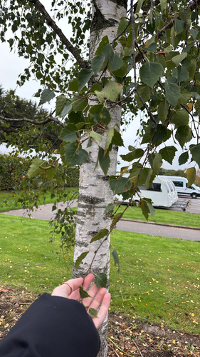 silver birch
