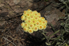 Helichrysum orientale