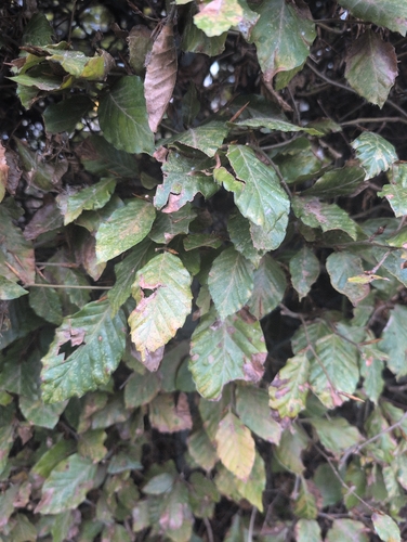 European beech
