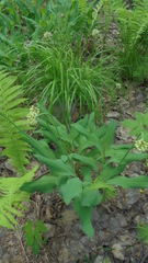 Allium microdictyon