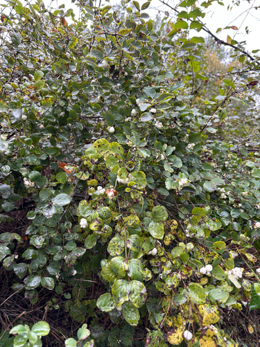 Common Snowberry