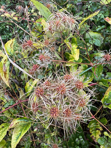 Old man's beard
