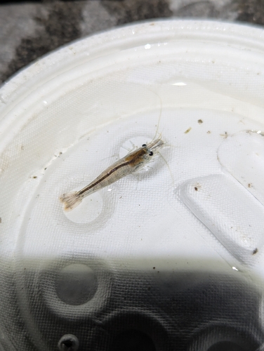 Atyaephyra desmarestii observed 2026-10-06