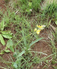 Hypoxis rigidula