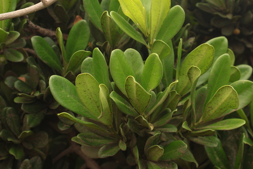 Palaquium observed 2026-10-11