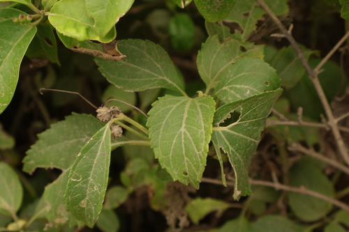 Wollastonia biflora observed 2026-10-11