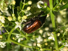 Phyllopertha horticola