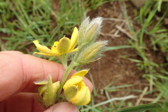 Hypoxis rigidula