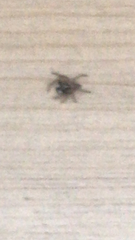 Menemerus semilimbatus