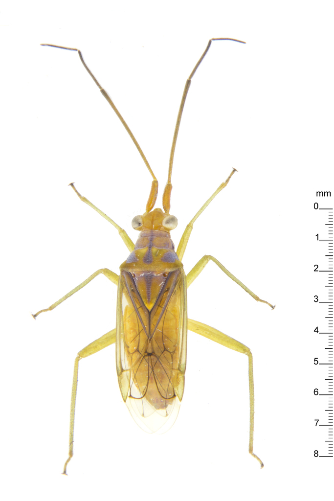 Hyalopeplinus