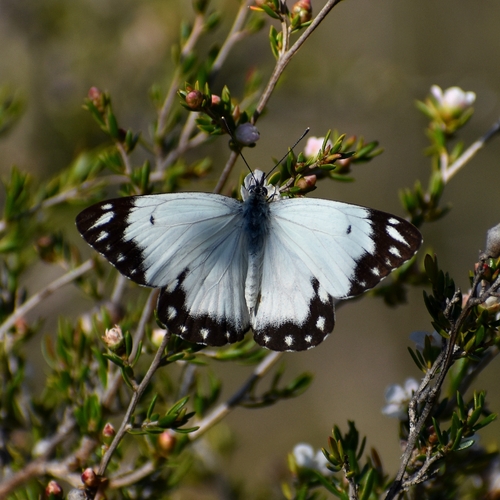 Caper White