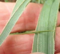 Hypoxis rigidula