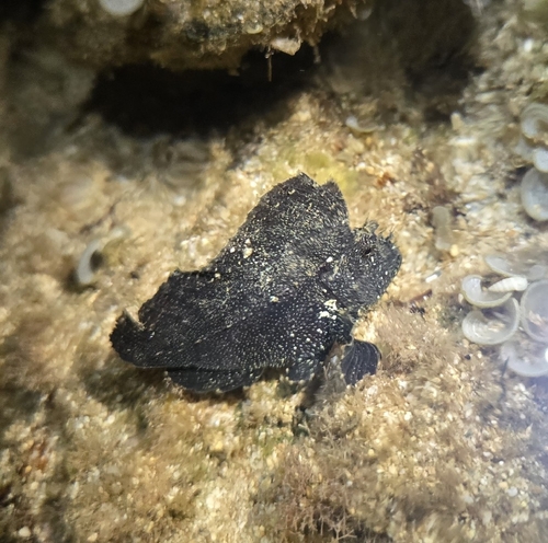 Leaf Scorpionfish