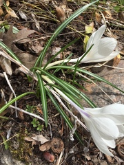 Crocus