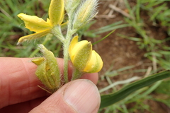 Hypoxis rigidula