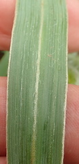 Hypoxis rigidula