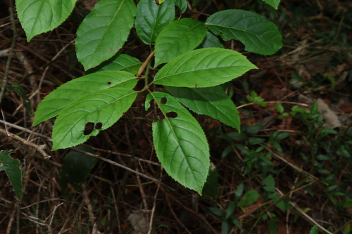 Ehretia acuminata observed 2026-10-12