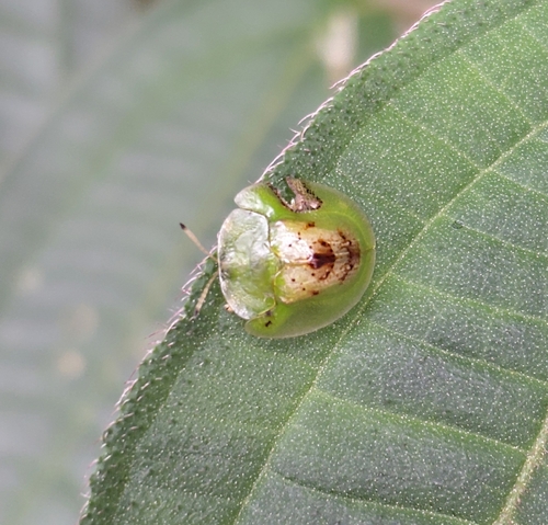 Plagiometriona vigens
