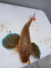 Chelidonichthys lucerna