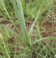 Hypoxis rigidula