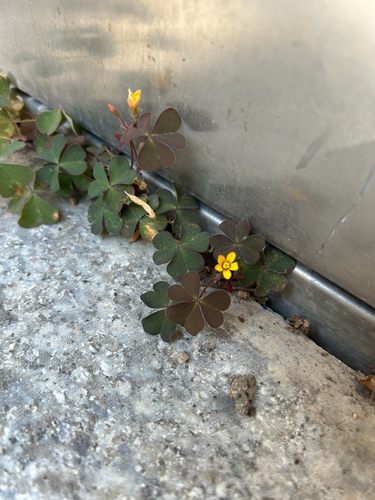 Creeping Woodsorrel