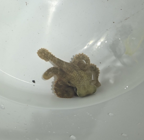 Octopus cyanea observed 2026-10-11