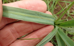 Hypoxis rigidula