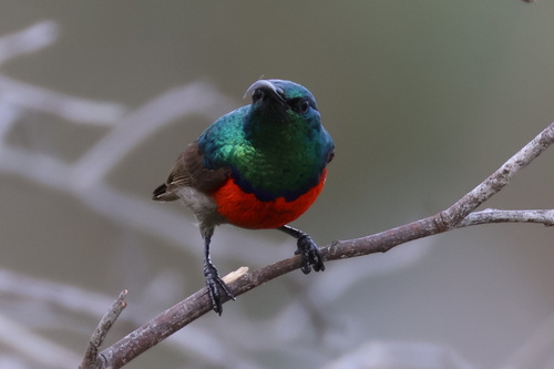 iNaturalist image