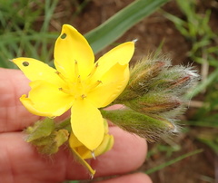 Hypoxis rigidula