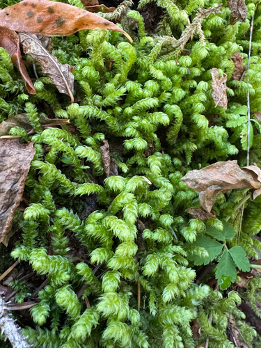 Rhytidiopsis robusta, 2026-10-11