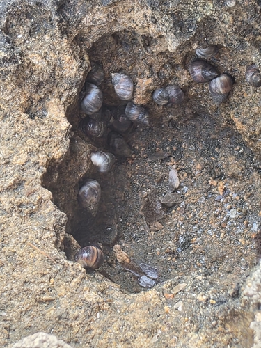 Littorina neritoides, 2026-10-09