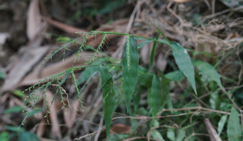 Oplismenus compositus observed 2026-10-10