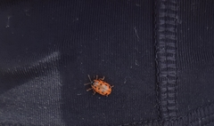 Chrysomela mainensis