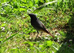 Phoenicurus ochruros