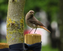 Phoenicurus ochruros
