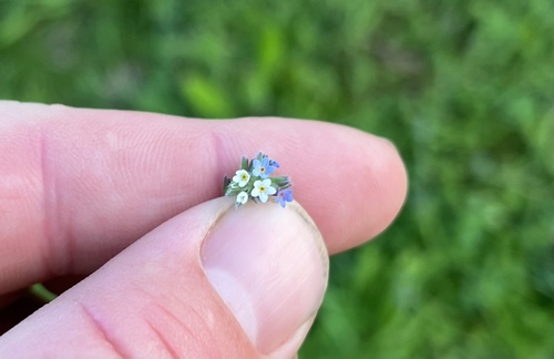 Myosotis discolor observed 2026-10-12