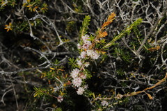 Cuscuta planiflora