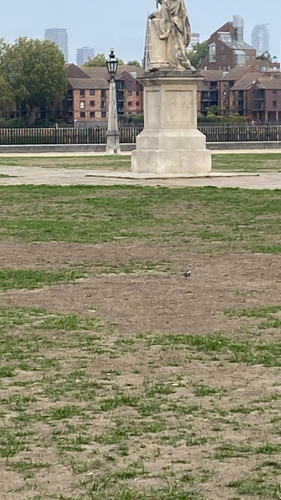 White Wagtail