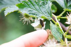 Phyllopertha horticola