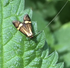Nemophora degeerella