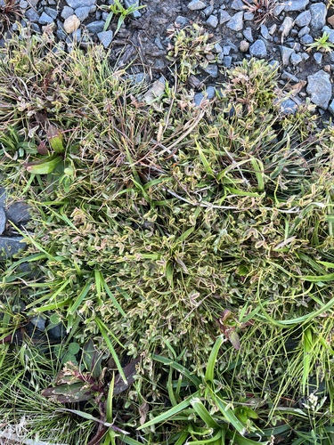 Isolepis levynsiana observed 2026-10-12