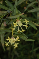 Pimelea microcephala