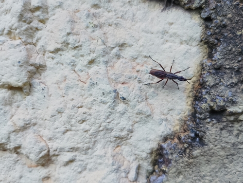 Longhorn Cactus Fly