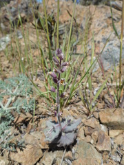 Streptanthus hispidus