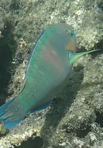 Scarus rivulatus observed 2026-10-10