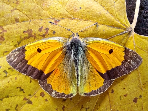 Clouded Yellow