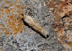 Uncinus obductella