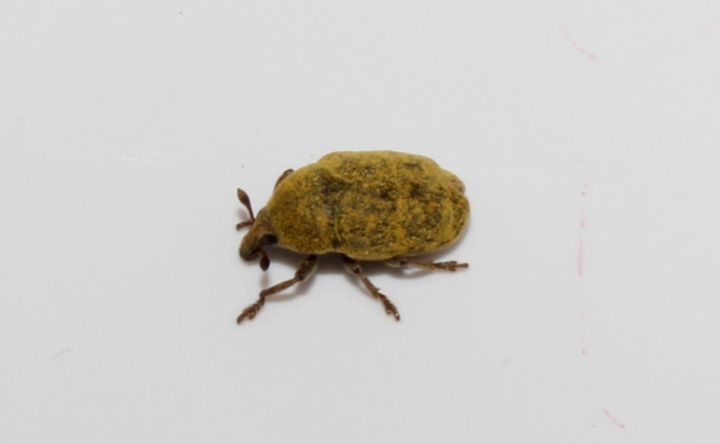 Yellow Starthistle Flower Weevil