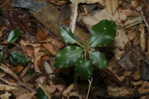 Croton insularis observed 2026-10-12